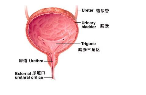 浅谈临床诊断膀胱癌的方法