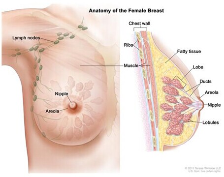 乳腺癌