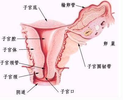 卵巢癌