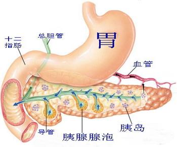 消化系统