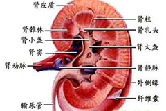 安康肾母细胞瘤