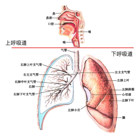 呼吸系统