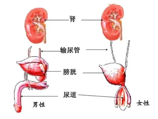 怒江泌尿生殖系统