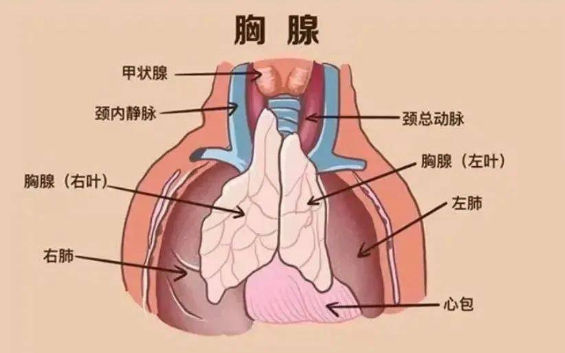 吉林胸腺癌症状