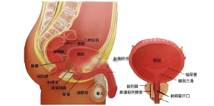 商丘前列腺癌