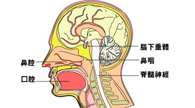 鼻咽癌症状